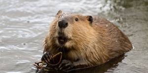 beaver-hands-on-head