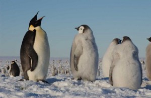 How to Clean an Oil-Slicked Penguin