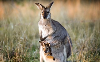 Australians’ Viewpoints on Climate Change Reveal an Important Characteristic of Humankind