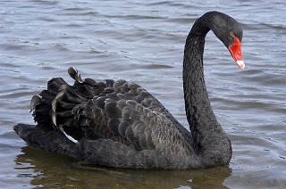 The Black Swan Effect: Why Predictions of the Future Are Hard to Make