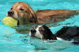 How to Make Your Swimming Pool More Eco-Friendly