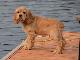 an-american-cocker-spaniel