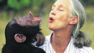 Jane-Goodall-chimpanzee