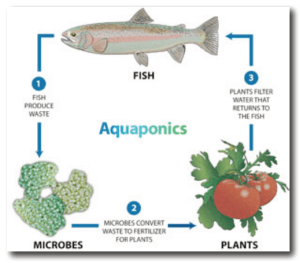 aquaponics-system