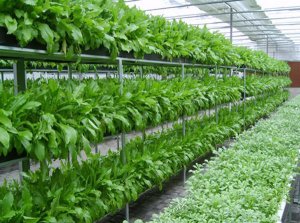 vertical-farming-hydroponic-commercial-system