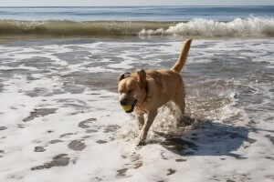 Hendrys Beach labrador surf