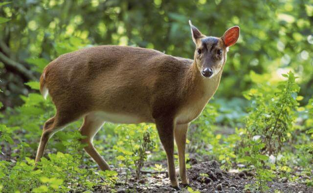 reevess_muntjac_1