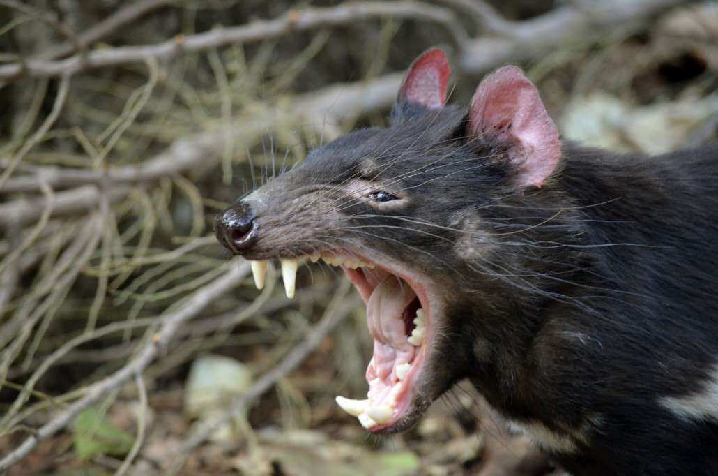 mammals_tasmanian_devil-1030x682