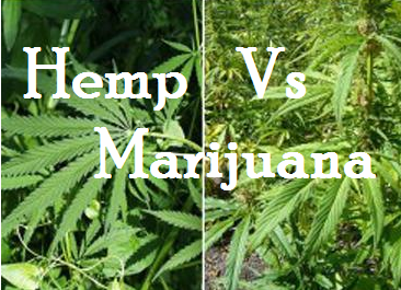 hemp-vs-MMJ-1