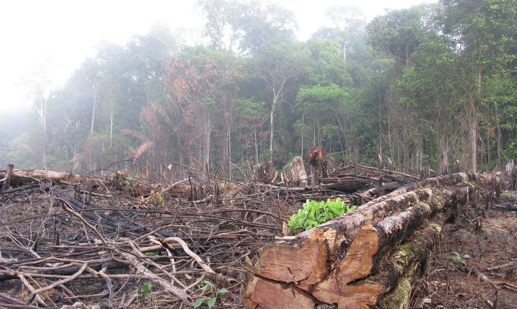 amazon-deforestation01