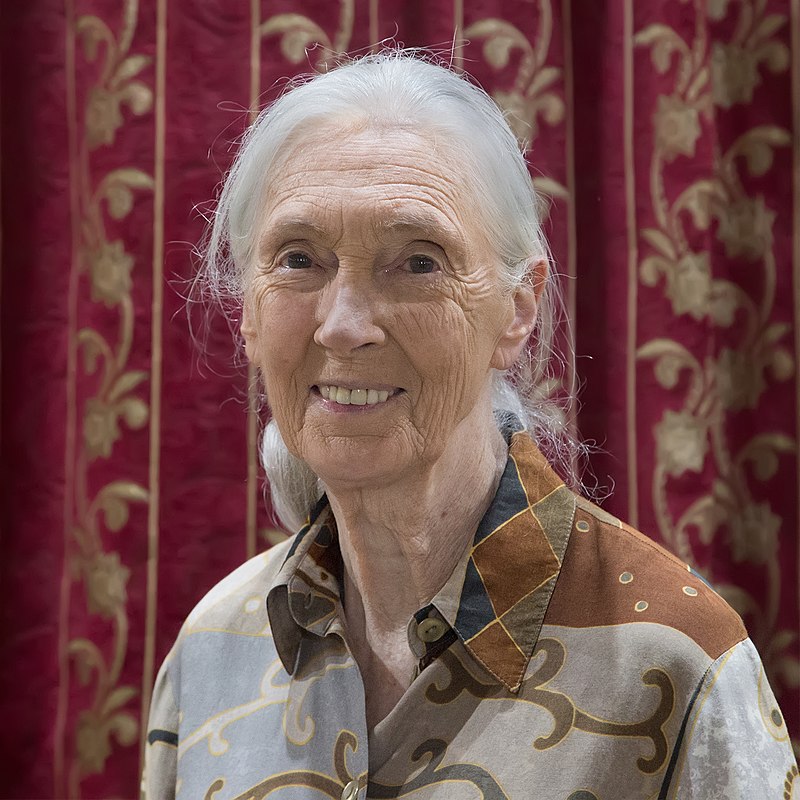 800px-Jane-goodall