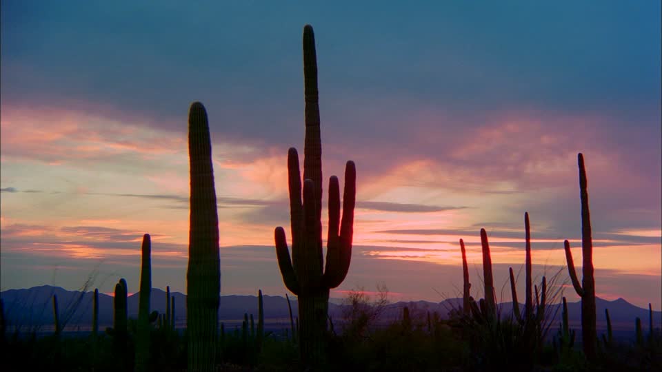 888596232-sonoran-desert-organ-pipe-cactus-national-monument-saguaro-cactus-desert-plant