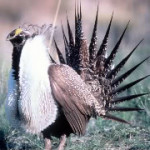 Sage Grouse
