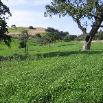 Pasture