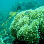 Coral Reef