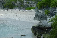 The Greening of Bermuda