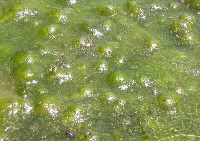 Scripps Institution Speaks on Algae as Biofuel