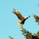 Bald eagle