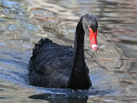 Black Swan Technology
