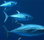 Tuna