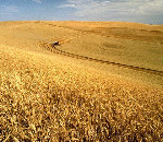 Wheat harvest