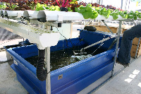 Water and Food Crises?  Learn About Aquaponics
