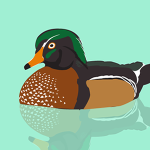 duck_lg
